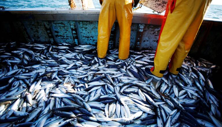 Pêche : croissance de 1% de la valeur des produits commercialisés à fin avril 2024